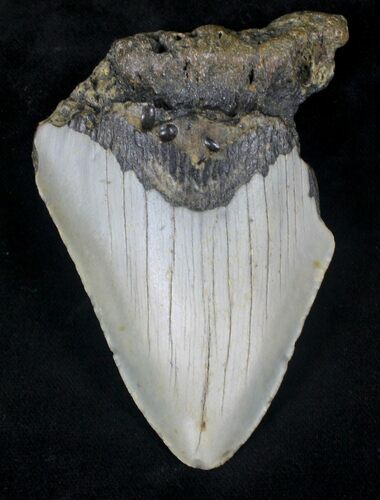 Bargain Megalodon Tooth - North Carolina #20456